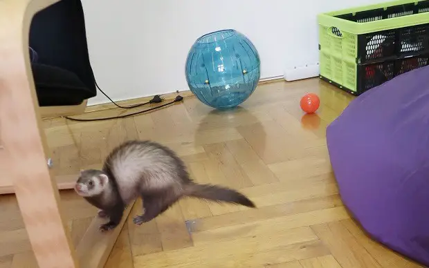 Why Exercising Your Ferret is Crucial