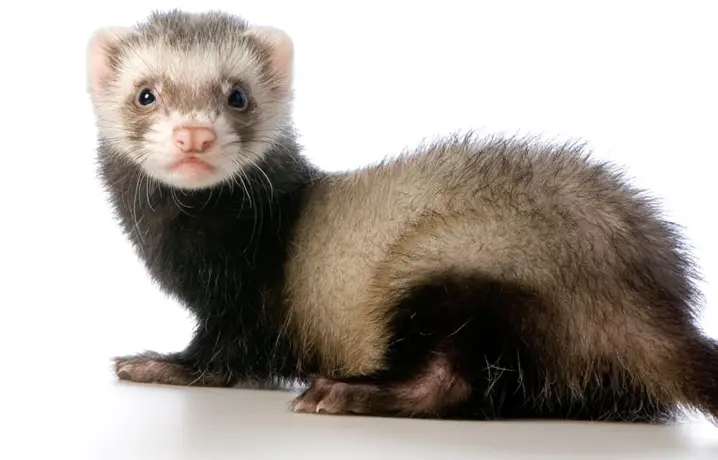 5 Foolproof Techniques to Keep Your Ferrets Happy