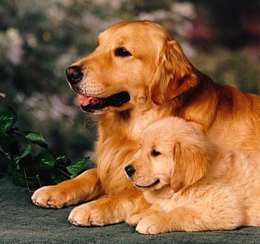 6 Best Golden Retriever Breeders In Australia