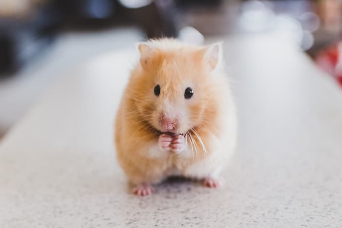 Why Your Hamster Stares at the Wall