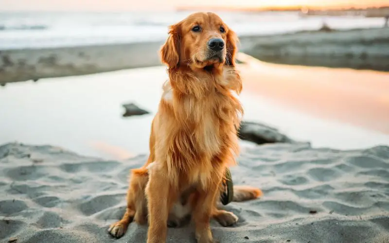 6 Best Golden Retriever Breeders In Australia