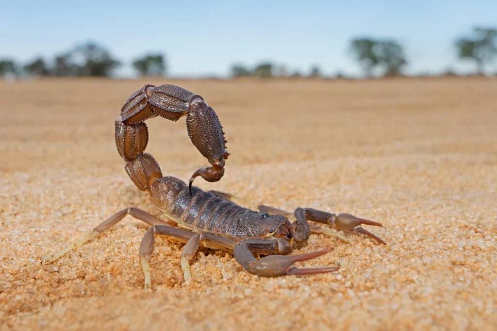 Do Scorpions Recognize Their Owners