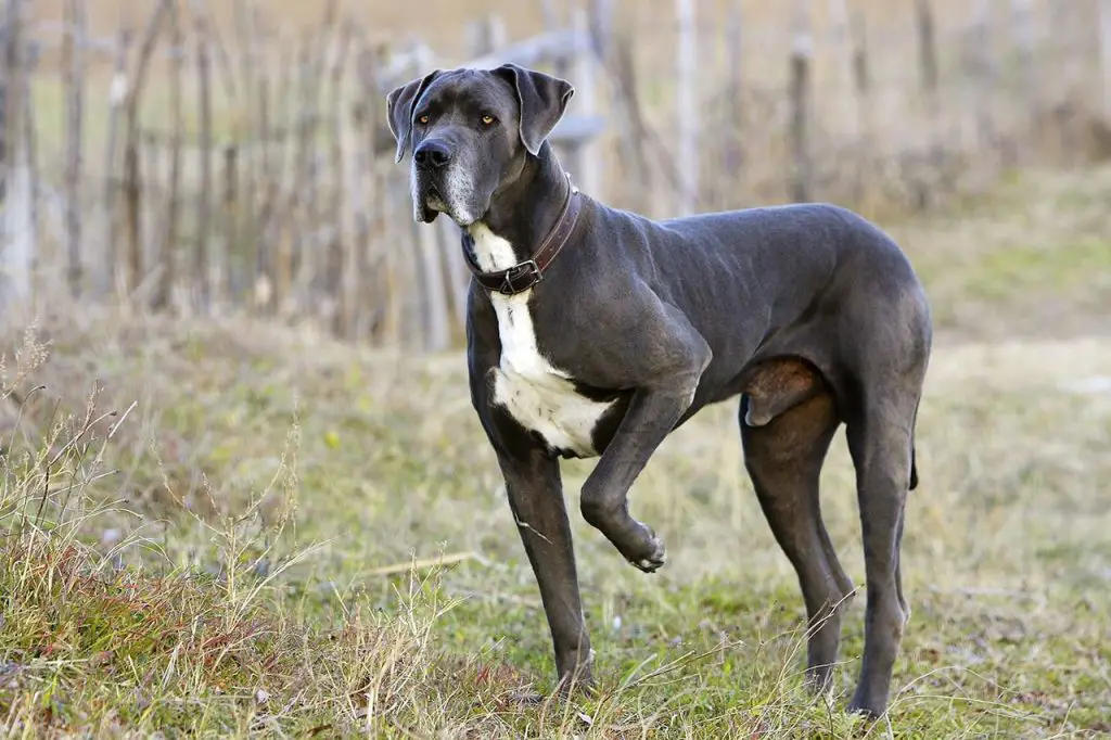 Discover the Origins of Great Danes