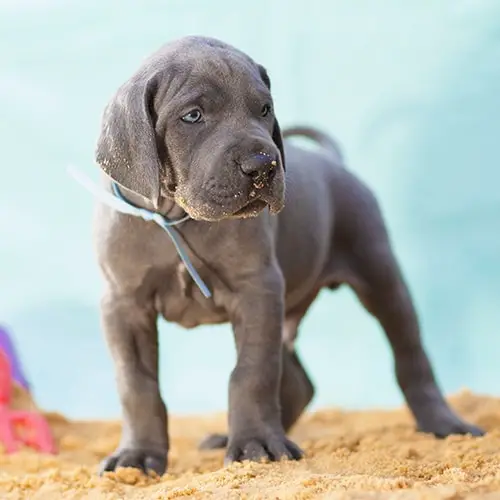 The Ultimate Guide to Caring For Your Great Dane Puppy