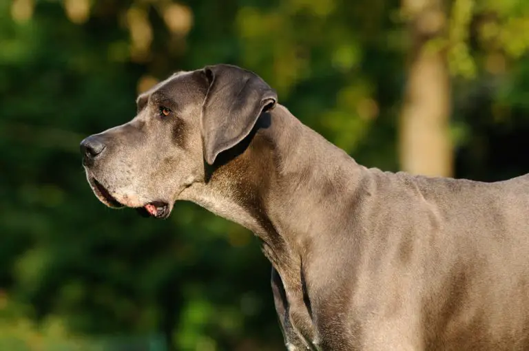 6 Surprising Reasons Why Great Danes Bury Their Heads