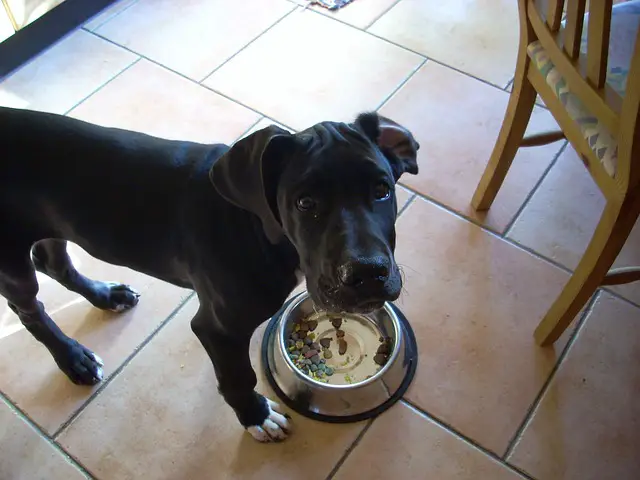 How Much to Feed a Great Dane Puppy