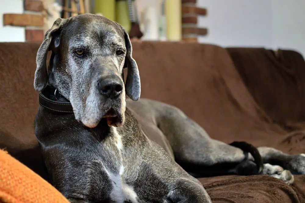 Tips for a Smarter Great Dane