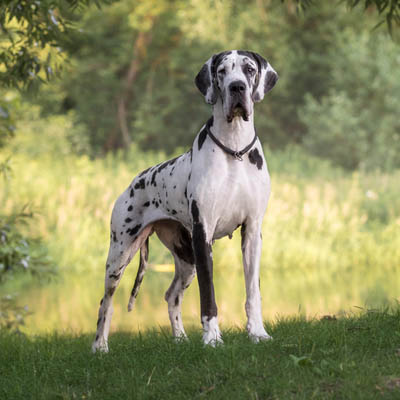 8 Best Dog Food for Great Danes With Skin Allergies