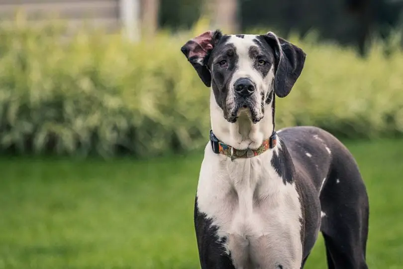 Discover the Origins of Great Danes