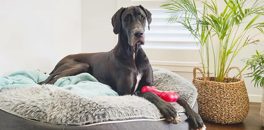 When Do Great Danes Finally Relax