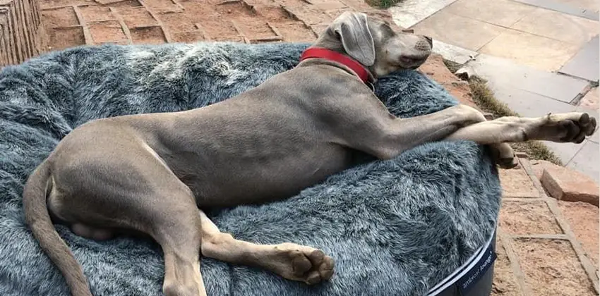 When Do Great Danes Finally Relax