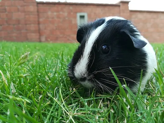 Can Ants Be Deadly for Guinea Pigs?