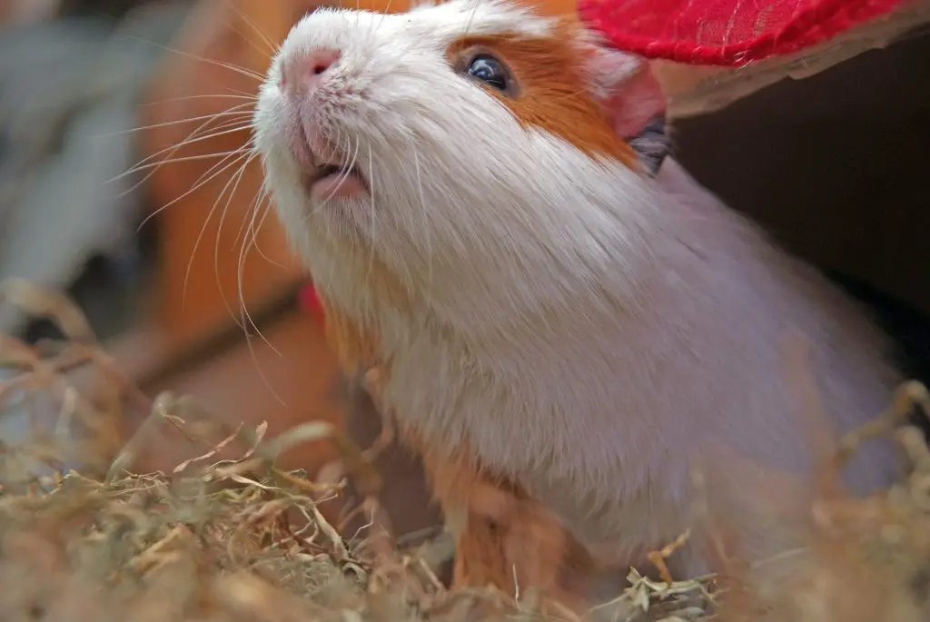 Can Guinea Pigs See Infrared Light