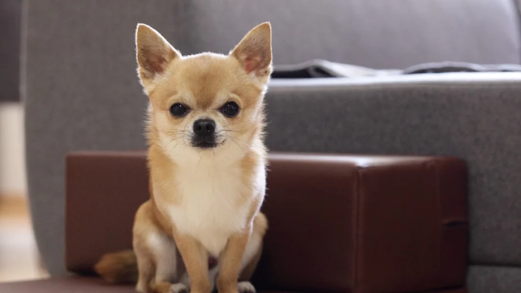 Why Chihuahuas Are Always Angry and Aggressive