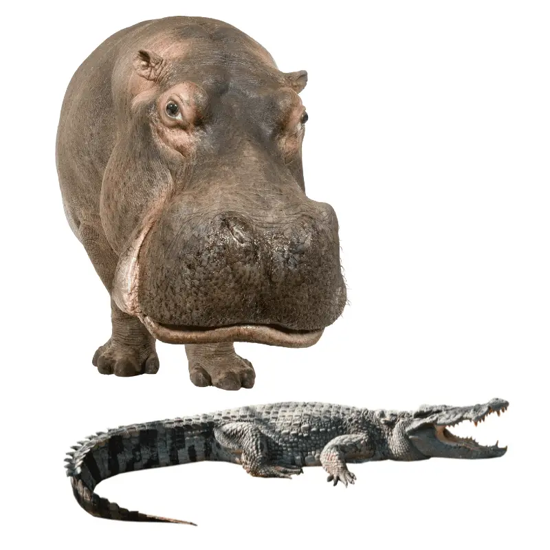 Why Are Crocodiles Afraid Of Hippos