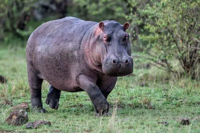 How Fast Can a Hippo Run