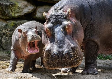 Can Hippos Be Domesticated