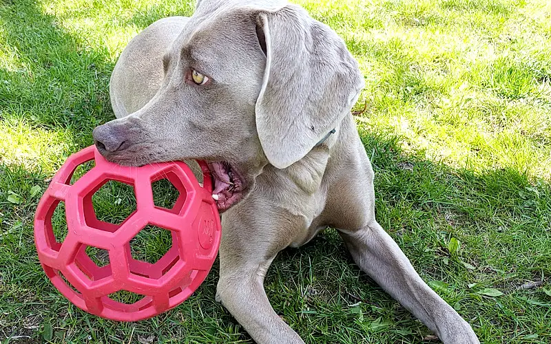 7 Must-Have Toys for Great Danes