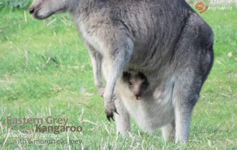 How Do Kangaroos Sleep