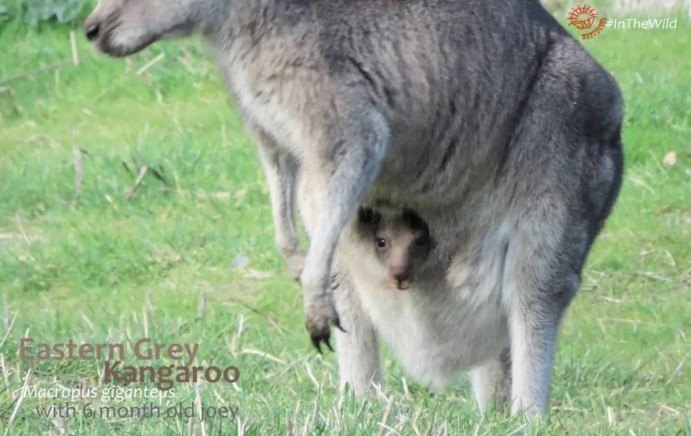 How Do Kangaroos Sleep? This Is How They Sleep!