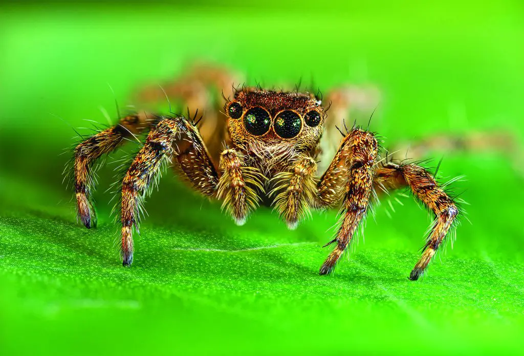 Can Possums Jump Far at Clifford Herman blog