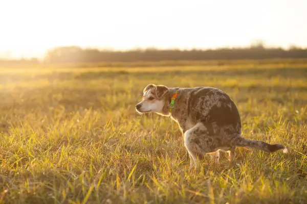 How Long Can A Dog Go Without Pooping?