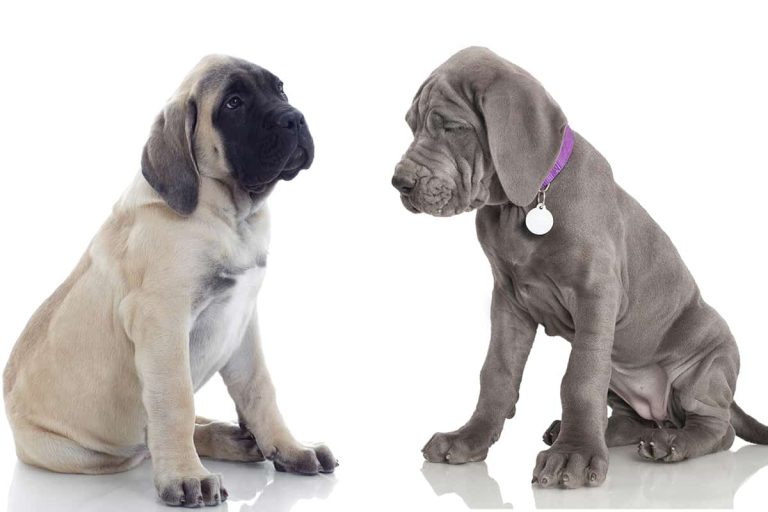 How Much to Feed a Great Dane Puppy