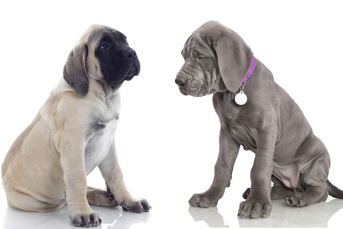 How Much to Feed a Great Dane Puppy (Daily & Weekly)