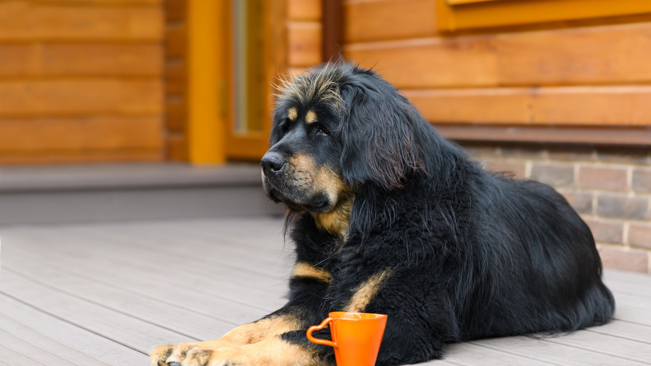 How Strong Is A Tibetan Mastiff? ( Bite And Pull Strength + Other Facts)