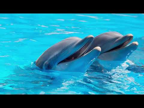 The Secret Behind Dolphins' Friendliness Towards Humans