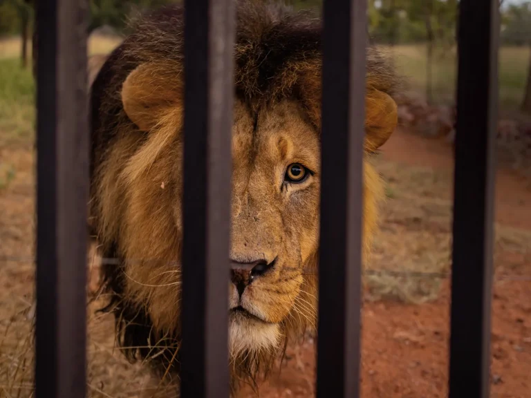 The Truth About Pet Lions