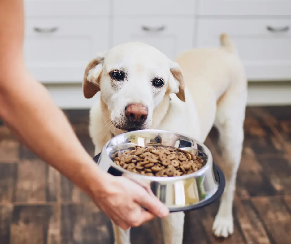 8 Best Dog Food For Great Danes With Diarrhea