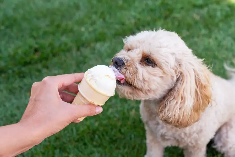 Is Dog Ice Cream Safe for Cats?