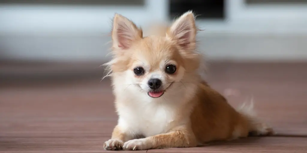 Why Chihuahuas Are Always Angry and Aggressive