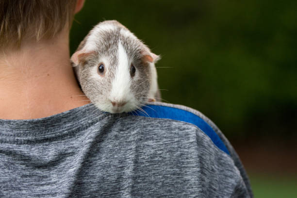 Why Does My Guinea Pig Go On My Shoulder