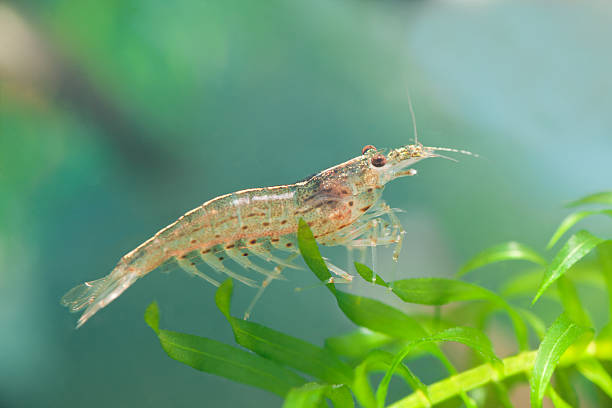 Why Are Shrimp Called The Cockroaches Of The (Ocean) Sea