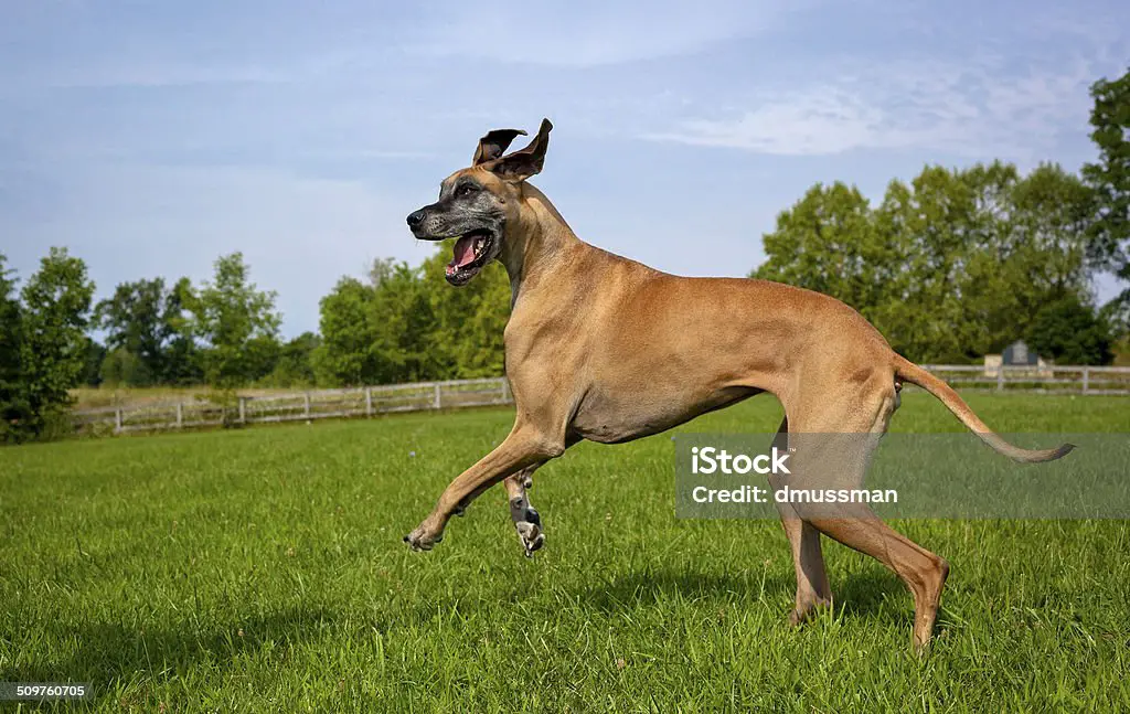 How Fast Can a Great Dane Run