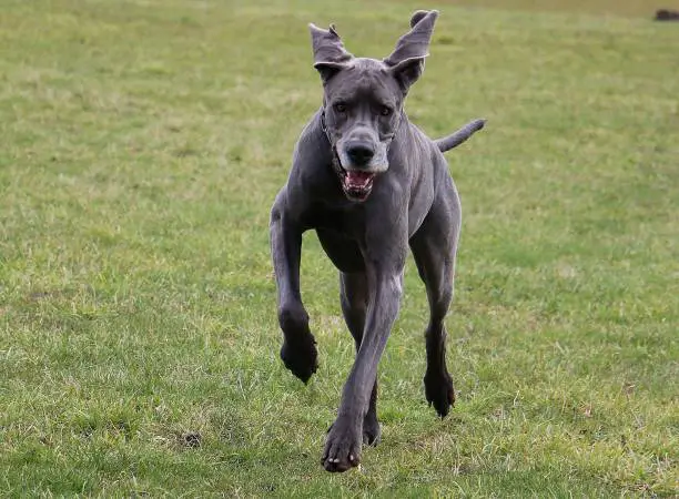 How Fast Can a Great Dane Run