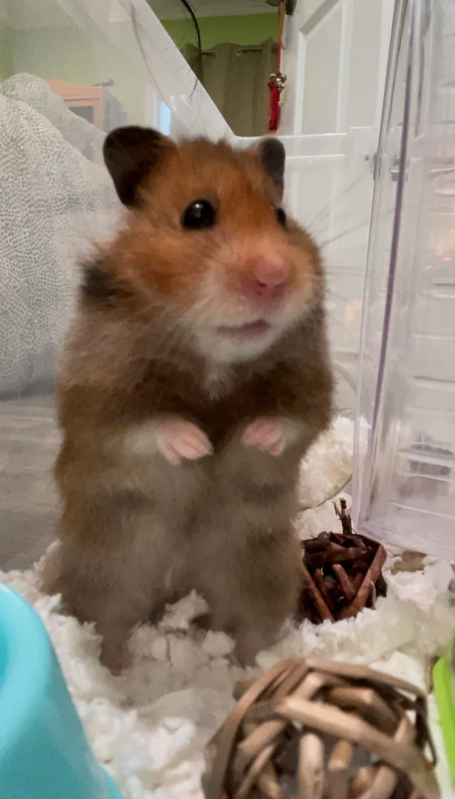 Do Hamsters Cry?