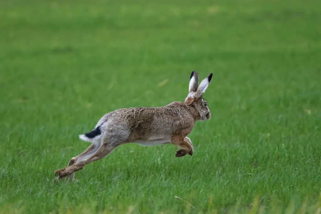 Discover 12 Fascinating Hopping Animals