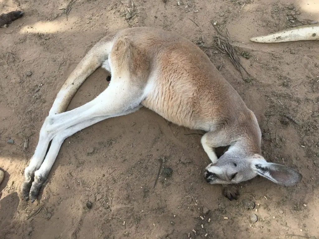 How Do Kangaroos Sleep