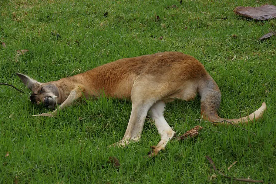 How Do Kangaroos Sleep