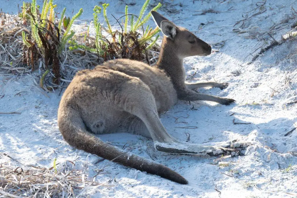 How Do Kangaroos Sleep