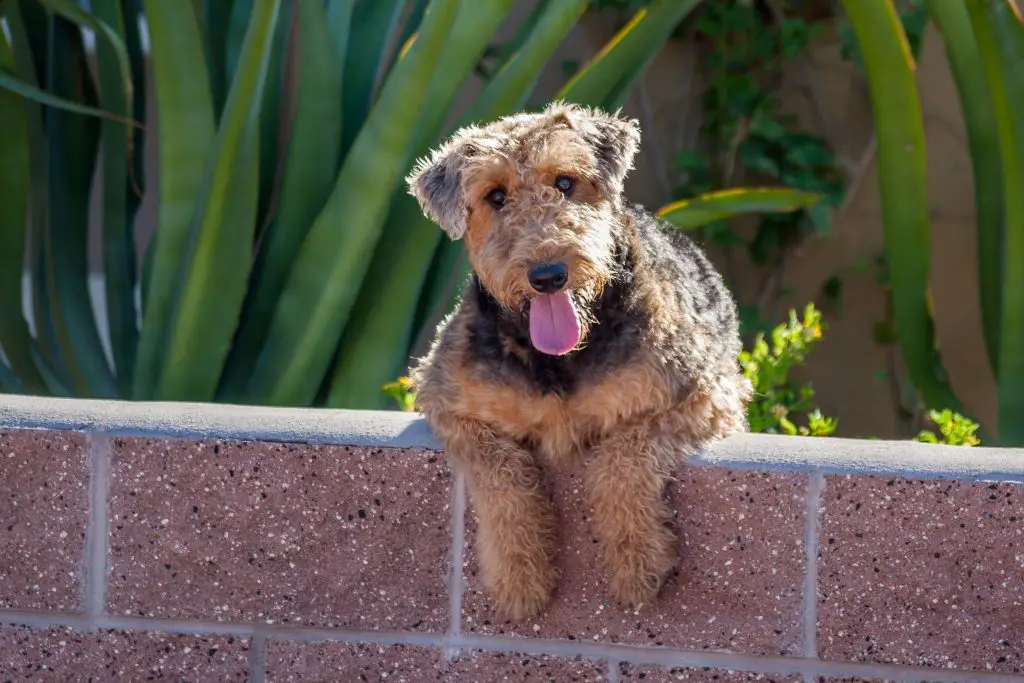 Airedale Terriers & Shedding