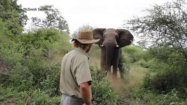 Why Do Elephants Obey Humans