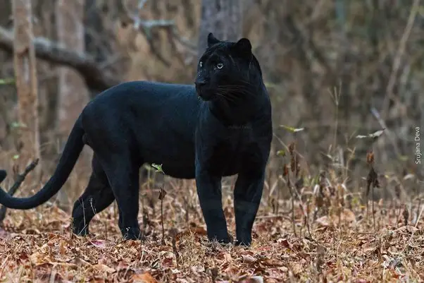 Can Panthers Be Kept As Pets?