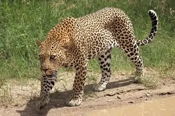 Why Are Leopards So Dangerous?