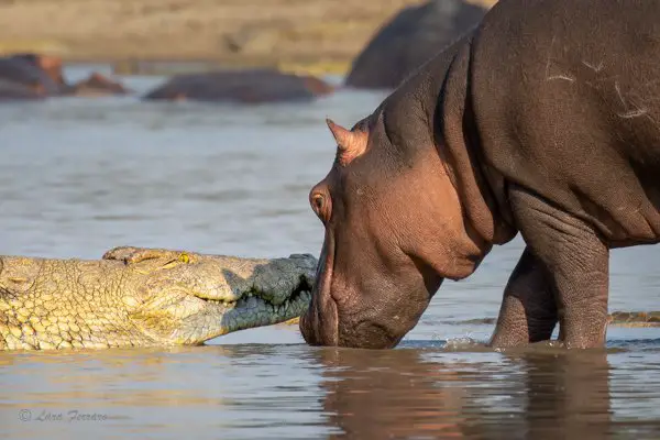 Why Are Crocodiles Afraid Of Hippos