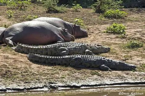 Why Are Crocodiles Afraid Of Hippos