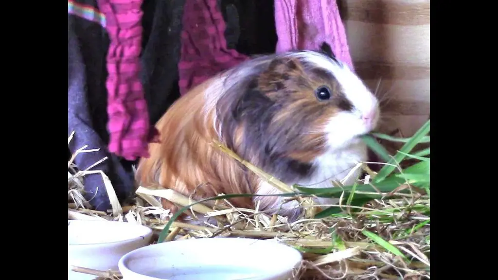 Can Guinea Pigs Wear Diapers